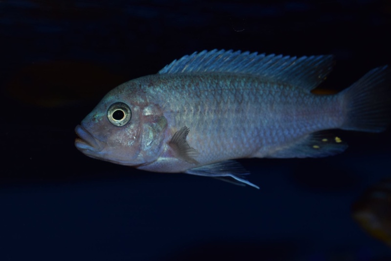 Maylandia estherae 'Minos Reef'